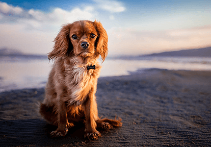Dog Grooming Insurance